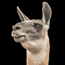 image of character